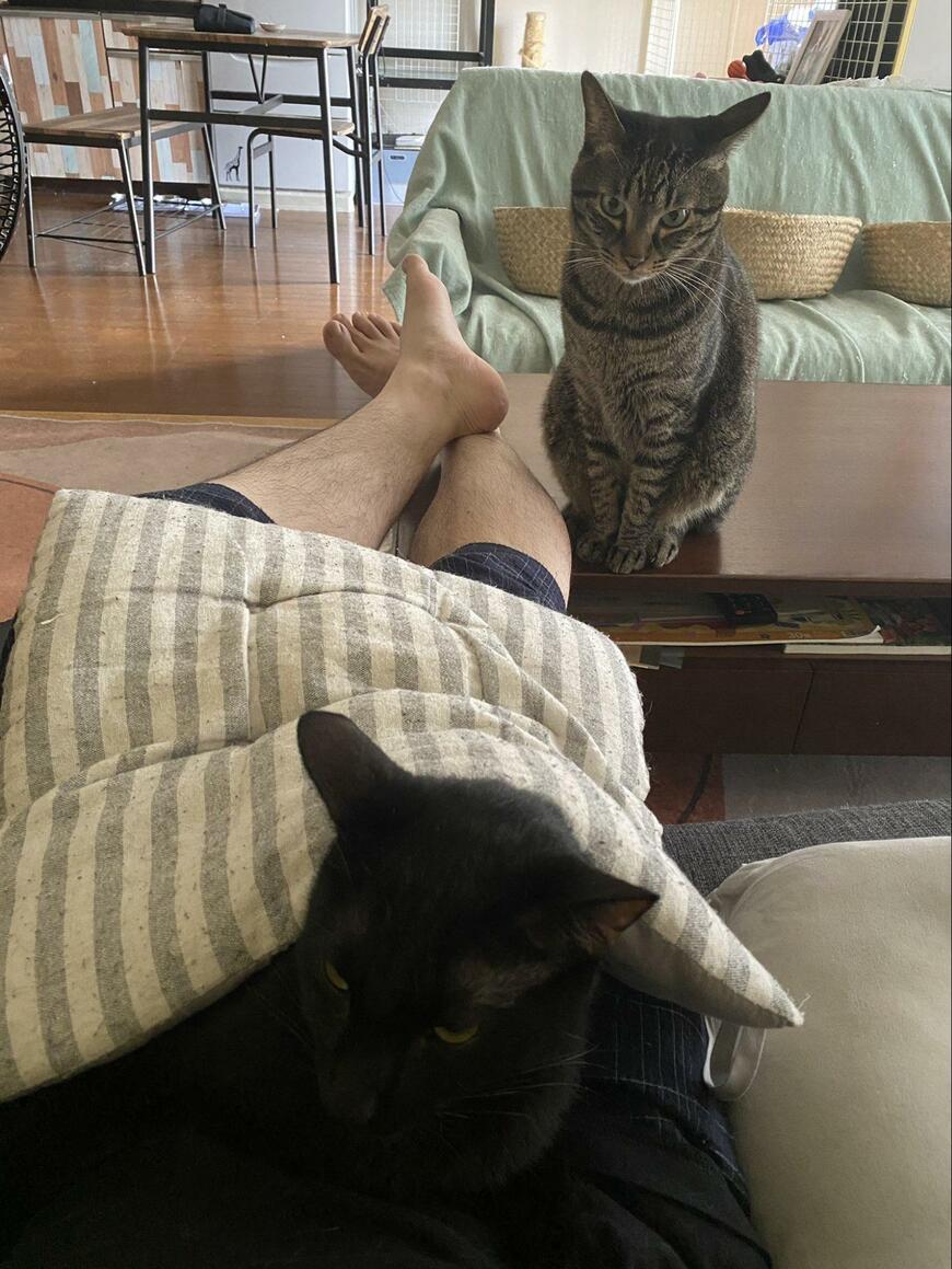 猫を見つめる猫