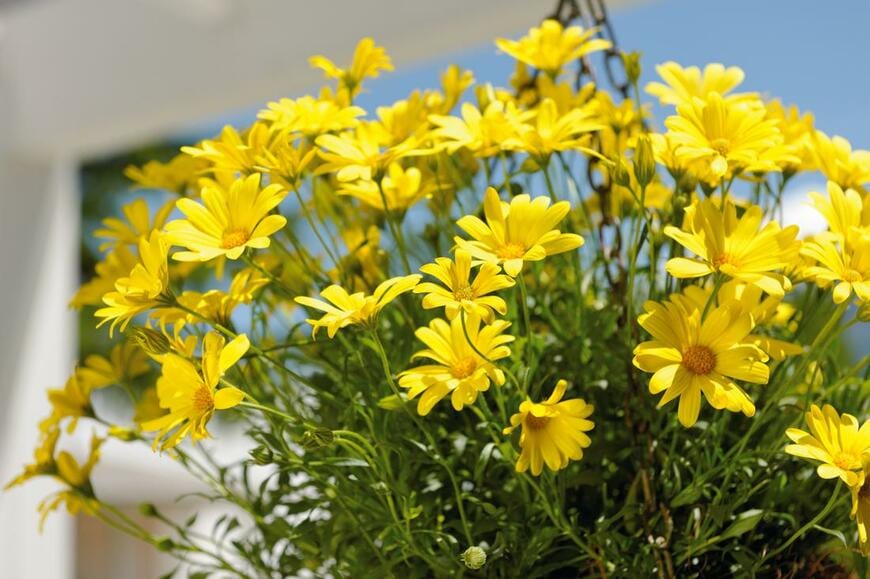 黄色い花を咲かせている、キララ　イエロー