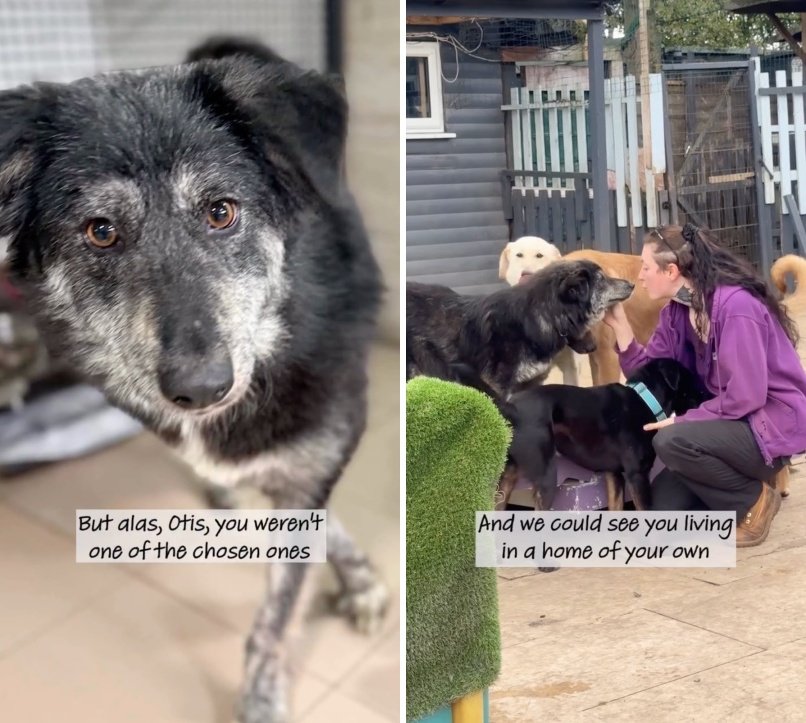 出所：<u><a href="https://www.instagram.com/p/Da4hoe9so83/" target="_blank">@dogs4rescue</a></u>
