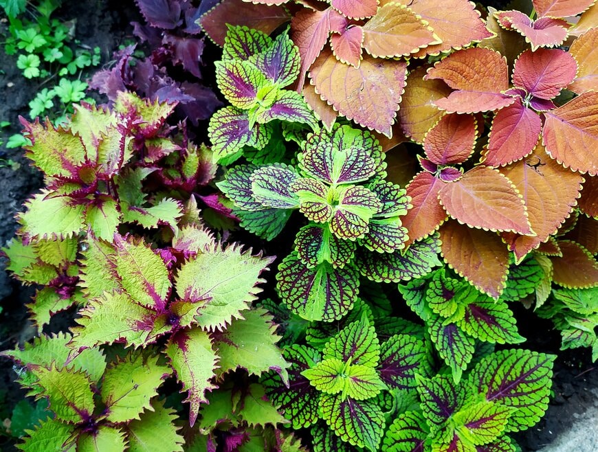 オレンジの葉や、明るい緑色に赤い模様が入った葉などを広げている、コリウス