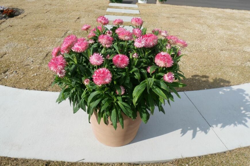 ピンクの花を咲かせている、コロロジャンボ　ピンクグラデーション