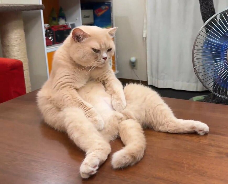 夏のお父様なような格好をする猫ちゃん