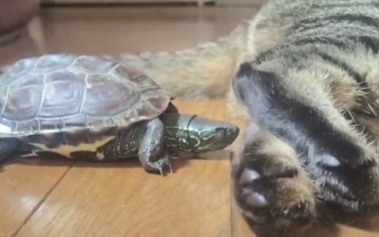 小雪ちゃんの匂いを堪能する様子の軍曹くん　目を閉じています