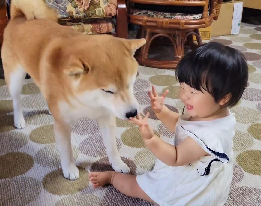 柴犬と女の子