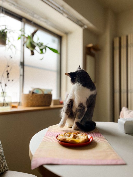 毛づくろいする猫