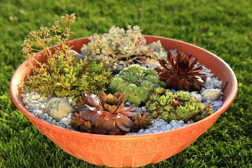 多肉植物で彩られた寄せ植え