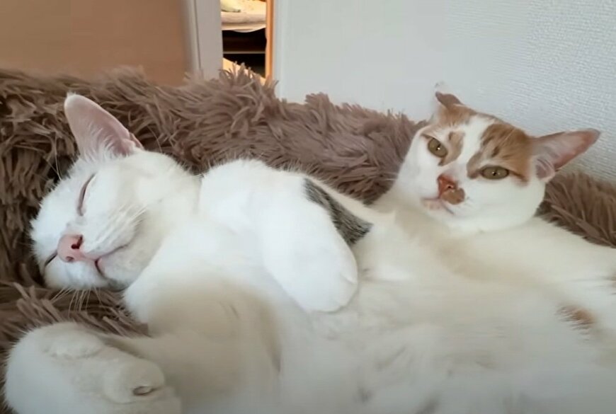 投稿動画のワンシーン