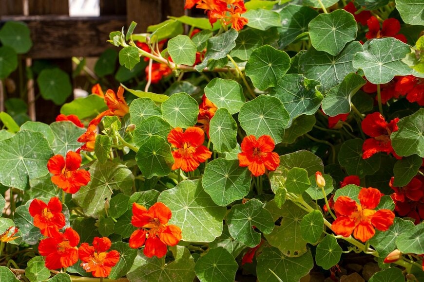 ナスタチウムの花。色は朱色。