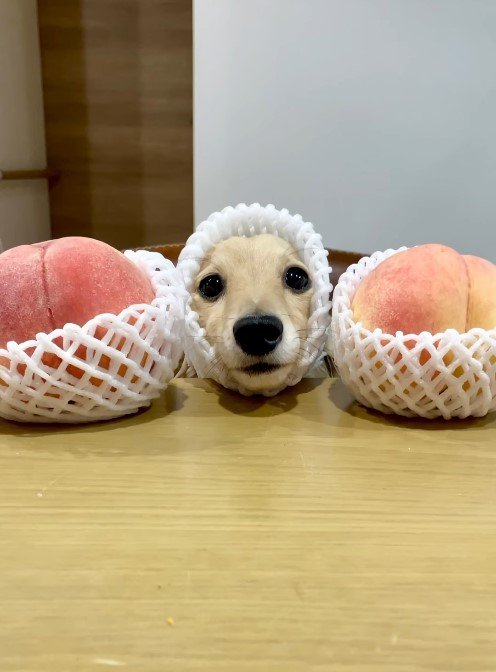 桃とミニチュアダックスフンド