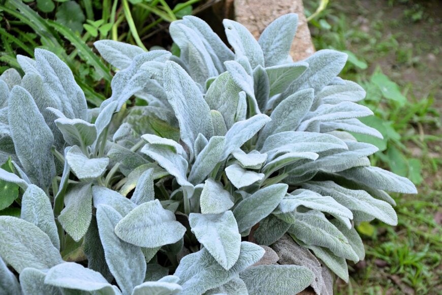 白い産毛に覆われたラムズイヤーの葉