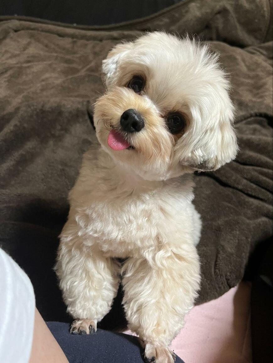 ぬいぐるみのような犬