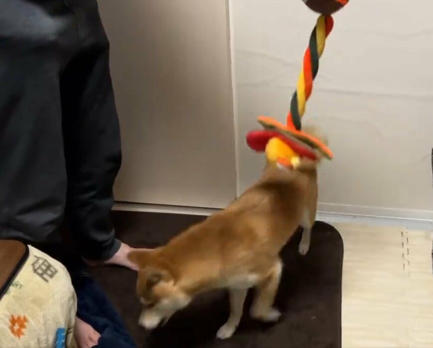 柴犬と飼い主とおもちゃ