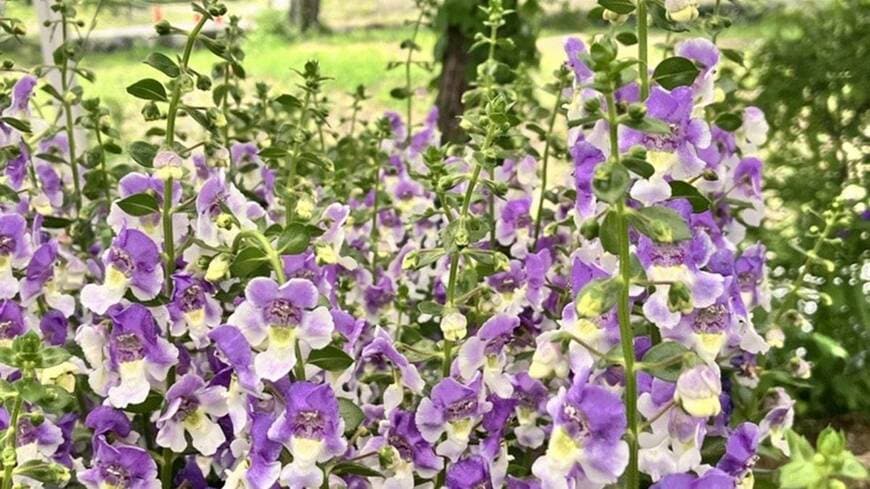 PROVEN WINNERS（R）公式　アンゲロニア エンジェルフェイス ウェッジウッドブルー