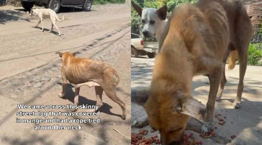 疥癬を患い痩せ細った状態でメキシコ・サンペドロの街をさまよっていた野良犬のフランキー