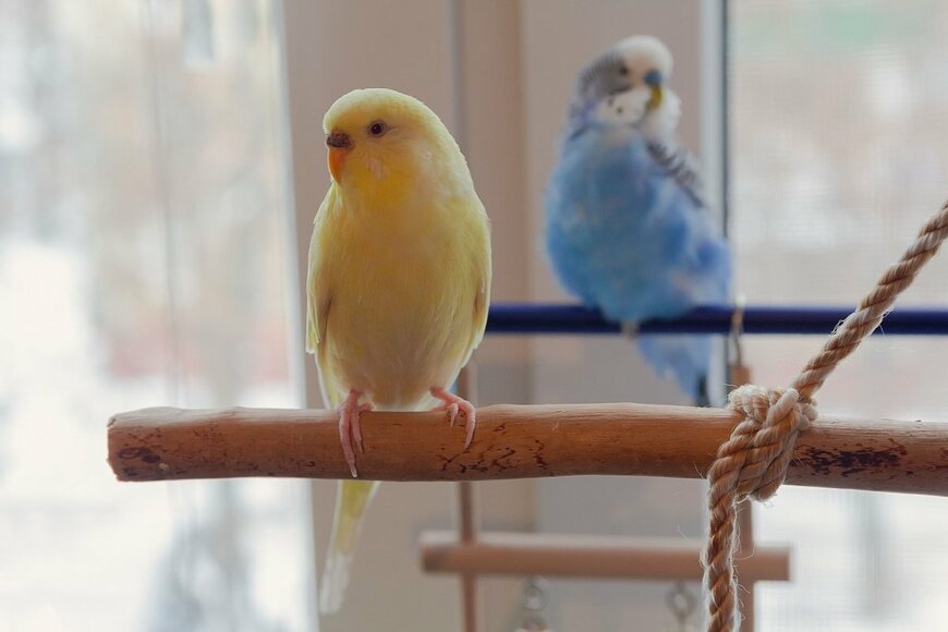 インコのイメージ