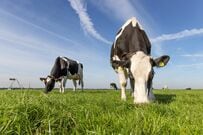 「それが牛。」北海道で放牧中の牛が“わざわざ足を運んで”食べる草に笑ってしまう
