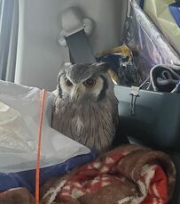 【まったり】車旅を楽しむフクロウ　ふかふかクッションでくつろぐ姿がかわいい…長旅でもへっちゃら！