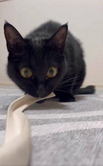 獲物は絶対離さない…狂気感じる猫ちゃんに3万8000いいね　「良い顔ですやん」の声