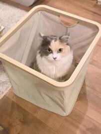  「ココは退かないニャ！」洗濯カゴを占領する猫様の様子に、SNSユーザーがメロメロ