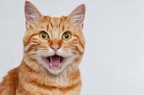 厚生年金「月額約15万円」で誤解しがちな4つのポイント。実はピンキリの年金事情