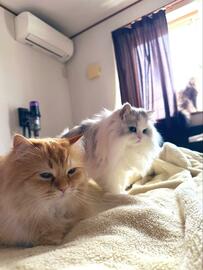 妻が「二度寝する夫に送り込んだ刺客」　逆効果すぎて「言い訳要因になってしまう」猫がかわいい