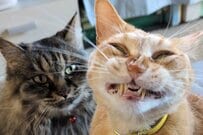 【自慢の息子】母猫が見守るなか…　迫力満点の「笑みを浮かべる猫」が話題に