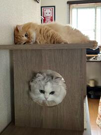 「あ、休日の私だ」疲れきった猫の「虚無」な姿に1万いいね「後ろのポスターも…」