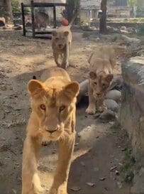 【とべ動物園】「すっかり大きくなって」ライオン3つ子の兄姉妹「つくし（オス）・アネ（メス）・モネ（メス）」が大人気（愛媛県）