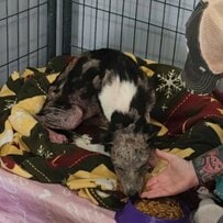 皮膚がボロボロになって「毛が抜け落ちていた犬」が献身的なサポートで回復していく姿に感動