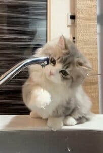 【初めての水遊びを楽しむ子猫】ぎこちない水遊びの様子に「可愛すぎ」の声が続出！