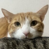 アゴ乗せでくつろぐ保護猫　ドヤ顔をしている理由があまりにもかわいい