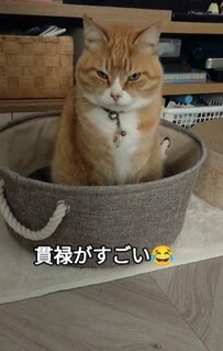 【圧倒的な貫禄】とってもかわいい猫ちゃんの鋭すぎる視線に「圧がすごい」「目がそらせない」とユーザーもタジタジ！　