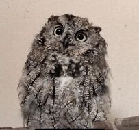 【落ち着かないフクロウ】新しいスマホにモジモジ…？「ほ〜」と鳴く姿が可愛い！