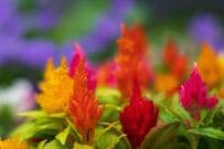 たった3苗で【センスのいい秋の寄せ植えづくり】狭い玄関先にも飾れるおしゃれな組み合わせ3例