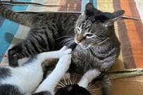 「俺を取り合うのは…」飼い主さん争奪戦を繰り広げる猫達が話題