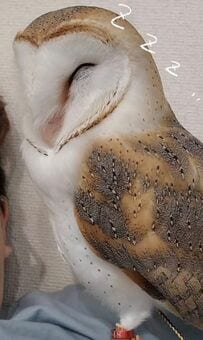 【いねむりフクロウ】眠るときも飼い主さんのそばにいたいかわいいフクロウのSNS動画にたくさんのいいね