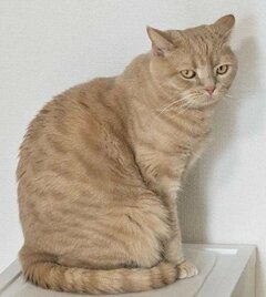 曲線美が際立つ猫が後ろを向くと→「下半身がまんまる」で思わず二度見