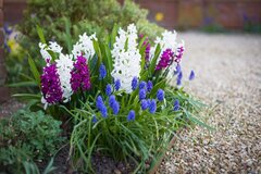 【秋のガーデニング】狭い庭でも楽しめる〈秋植え球根植物〉6選。植えっぱなしでOKの植物も