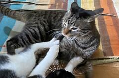 「俺を取り合うのは…」飼い主さん争奪戦を繰り広げる猫達が話題