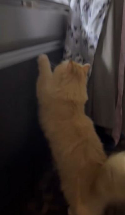 キッチンで魚を調理するママさんと立ち上がる猫ちゃん