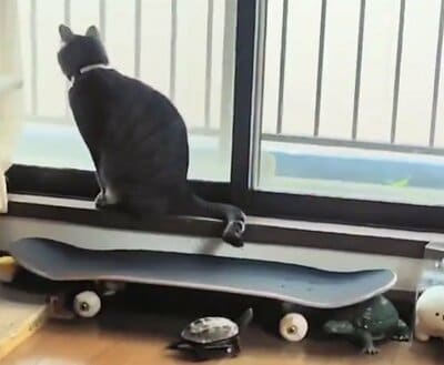 軍曹くんはさすがに段差は上がれません。小雪ちゃん、そんな殺生な…