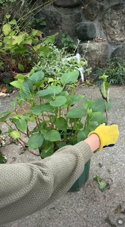 「＠yamakanafarm」さんのInstagram投稿