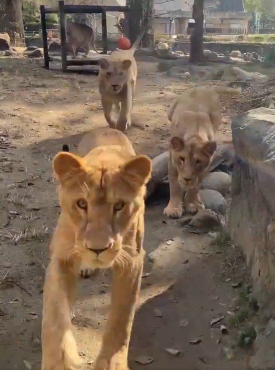 【とべ動物園】「すっかり大きくなって」ライオン3つ子の兄姉妹「つくし（オス）・アネ（メス）・モネ（メス）」が大人気（愛媛県）