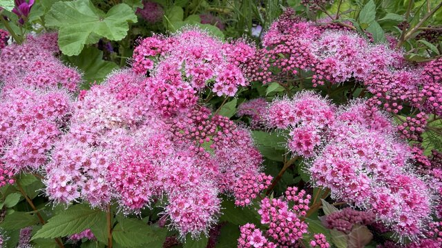 1株で何度も美しい！植えてよかった！暑さに強い「鉢植えOKの小さめ低木」玄関先やベランダにも！〈可愛すぎる花〉や〈秋の紅葉〉も楽しめます