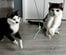 【保護猫】2匹の子猫期の写真 「どっち派？」の問いかけに「選べません！」の声