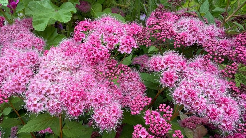 1株で何度も美しい！植えてよかった！暑さに強い「鉢植えOKの小さめ低木」玄関先やベランダにも！〈可愛すぎる花〉や〈秋の紅葉〉も楽しめます