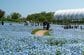 香川県の「国営讃岐まんのう公園」で見頃のネモフィラの青い絨毯　春限定の絶景に注目集まる