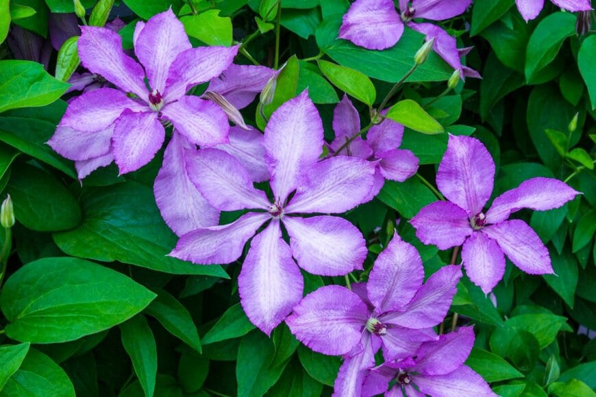 dragonetti/shutterstock.com