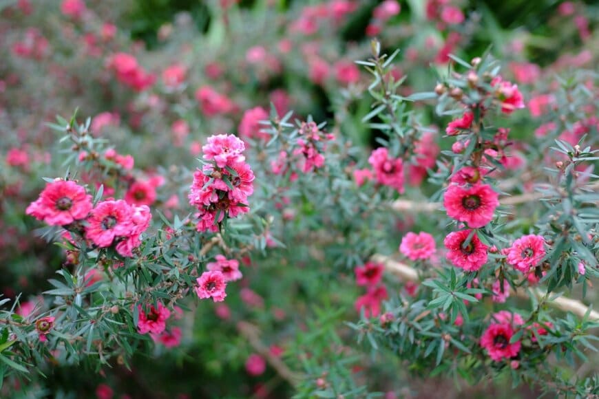 Mongkhon Goetlap/shutterstock.com