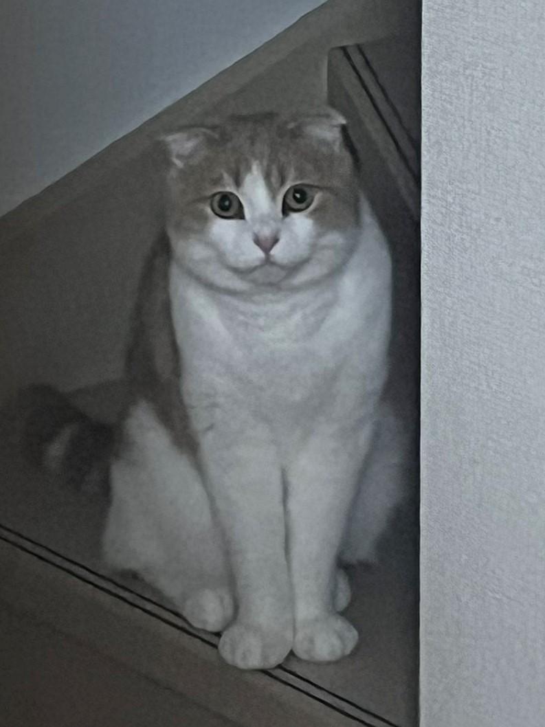 出所：@torotolo106106